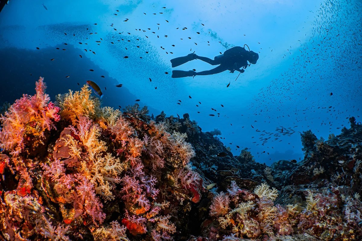Diver exploring an Indonesian reef