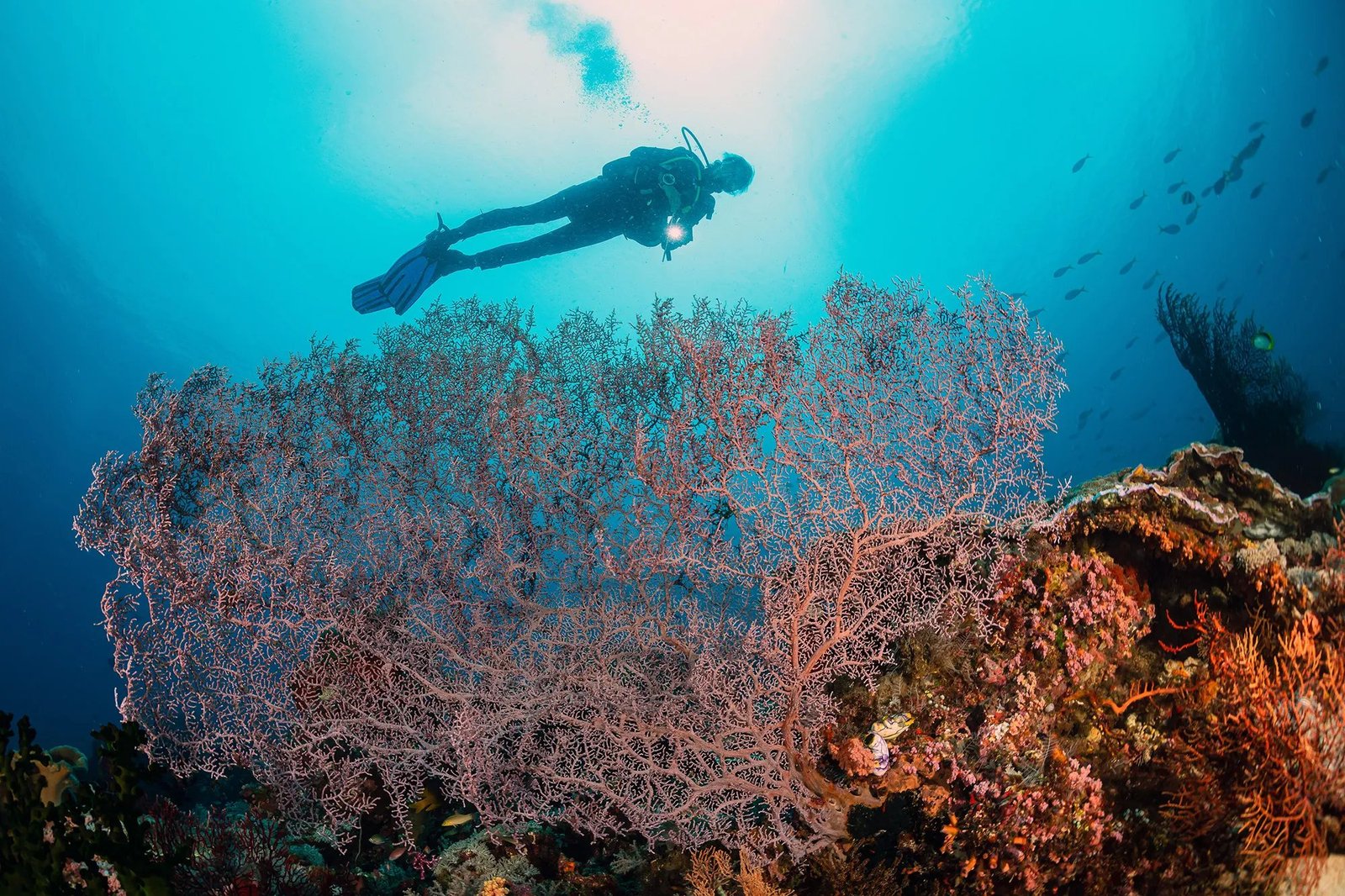 Scuba diver exploring a reef in Indonesia