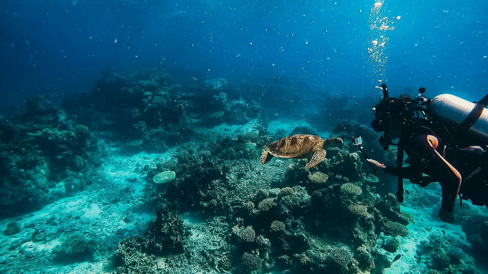 Snorkellers swimming beneath a sea turtle