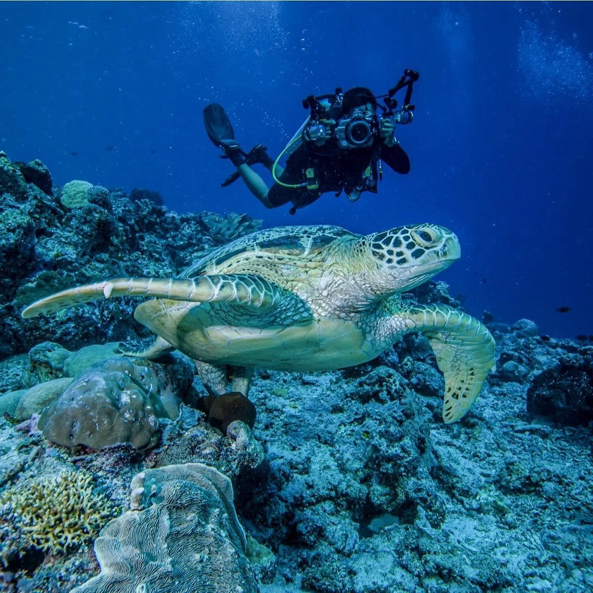 Snorkelling with a sea turtle in Indonesia