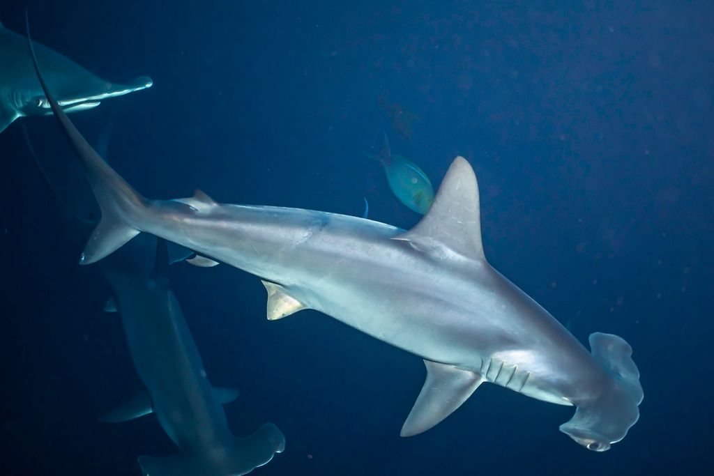 Hammerhead sharks moving through open blue water in the Banda Sea