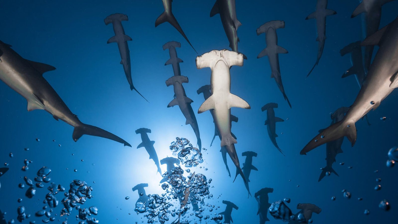 School of hammerhead sharks beneath a remote Banda Sea reef