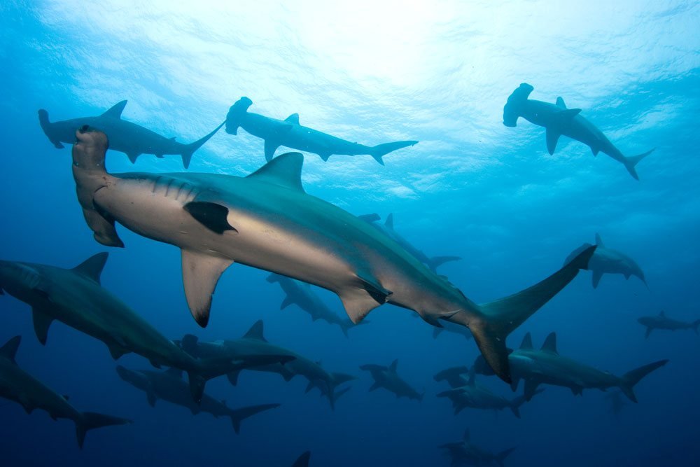 Schooling hammerhead sharks in the blue water of the Banda Sea