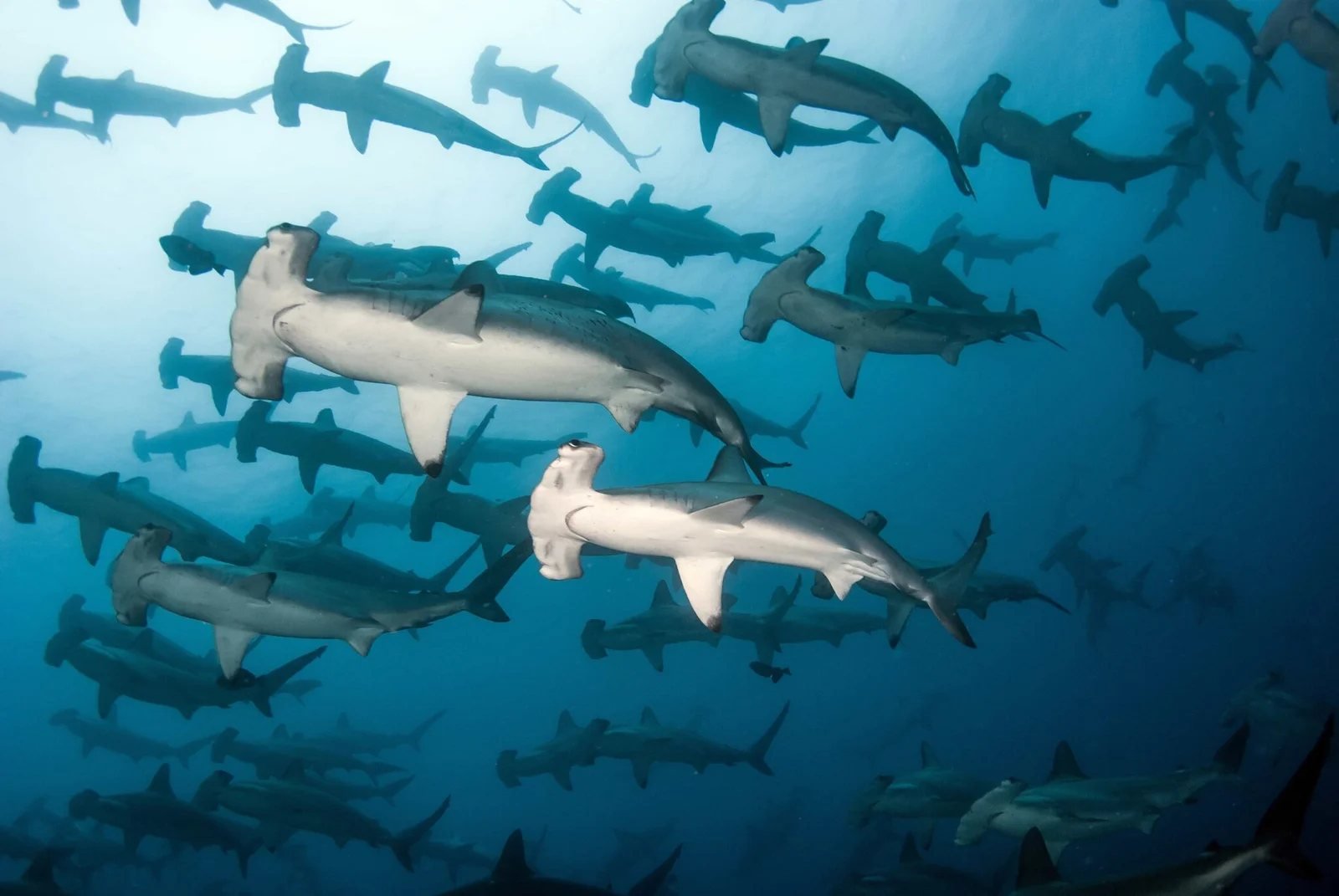Divers and schooling hammerheads in deep blue Banda Sea water