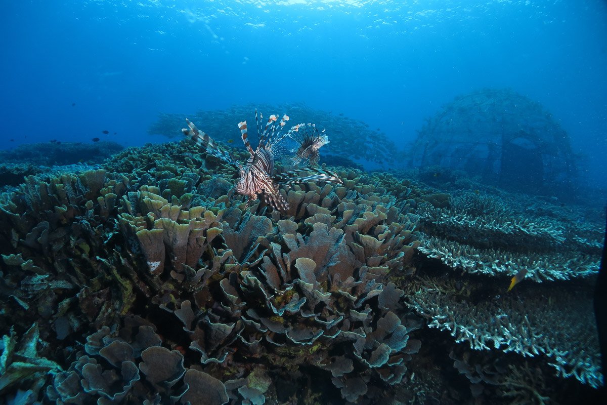 Diving along the Pisang to Tifore route in Halmahera