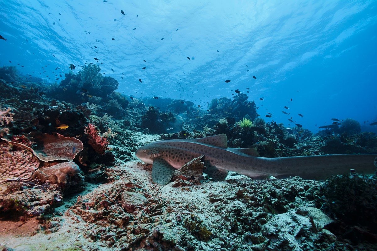 Diver exploring reef structure near Pisang, Halmahera
