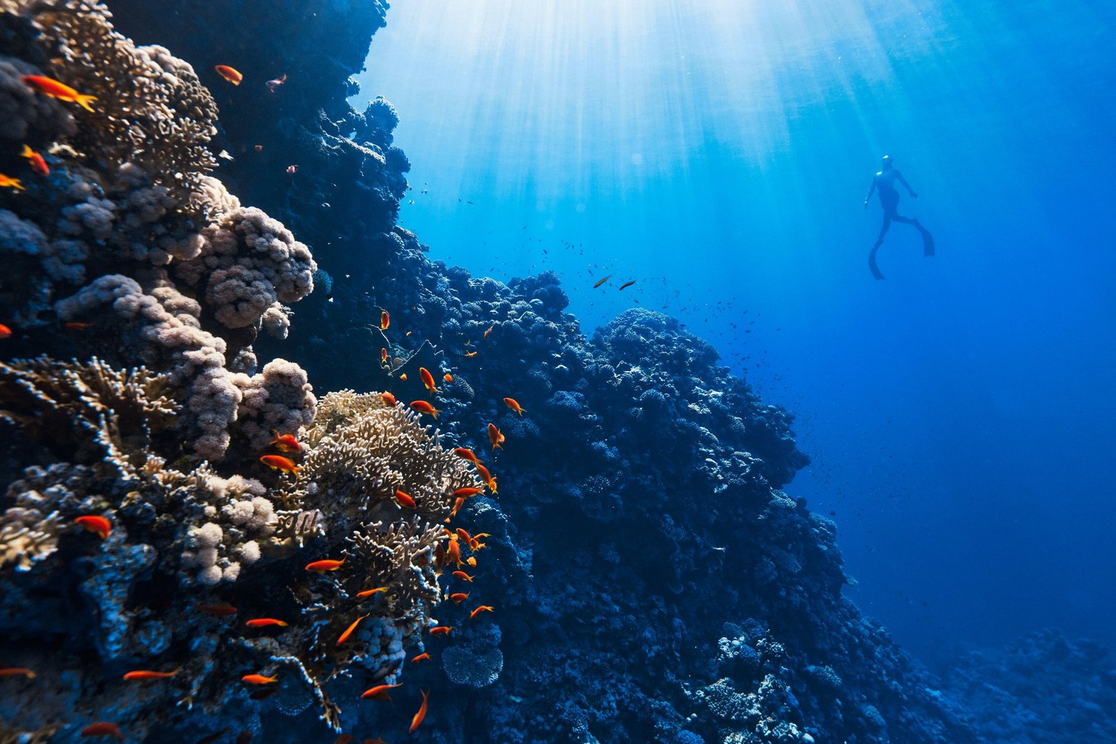 Diver photographing a coral reef