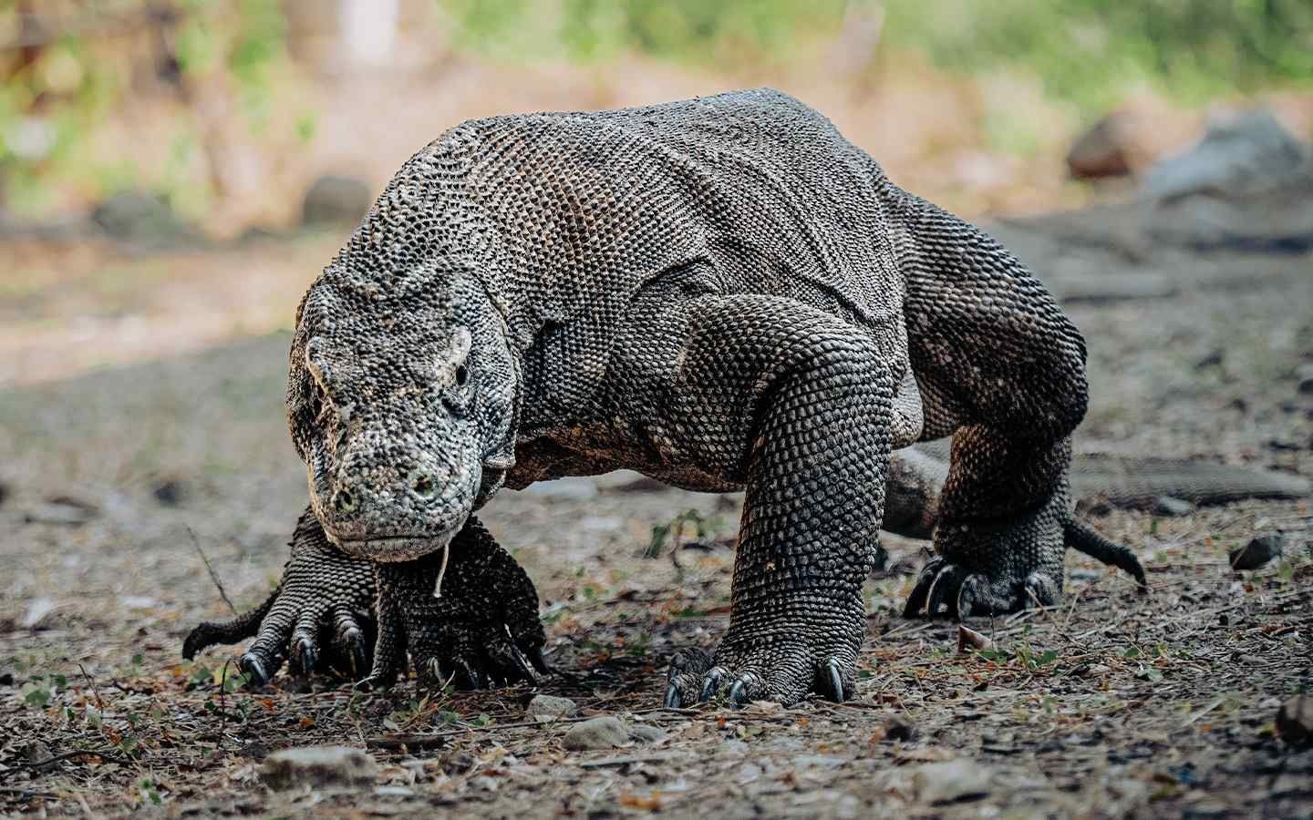 Komodo dragon in its natural habitat