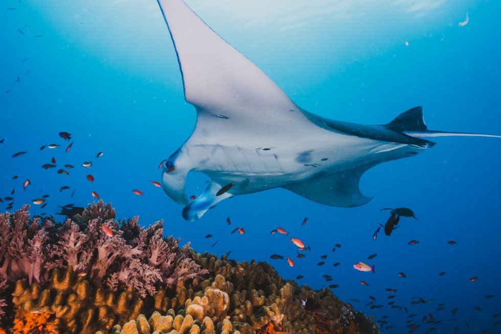 Manta ray in Komodo waters