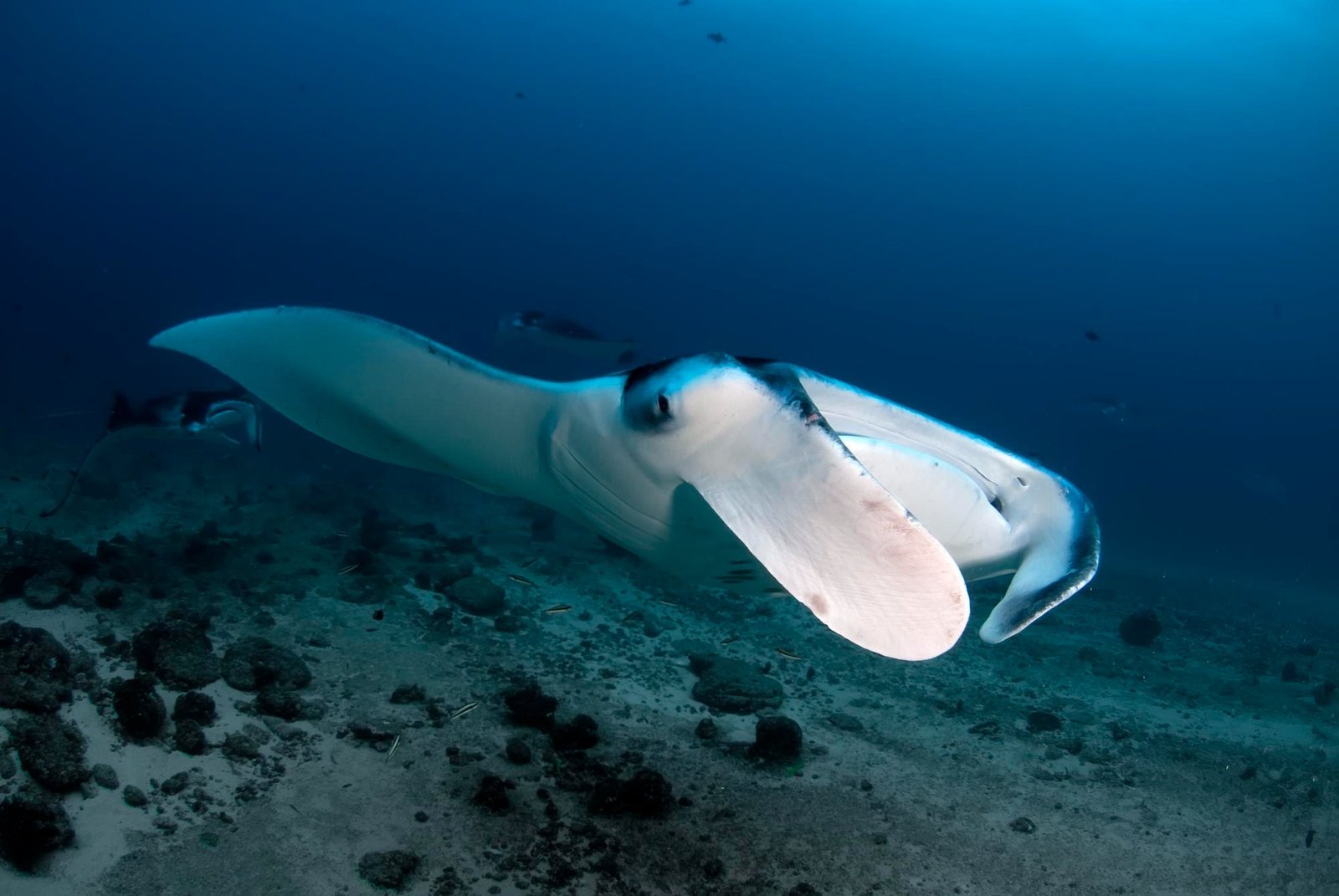 Manta ray