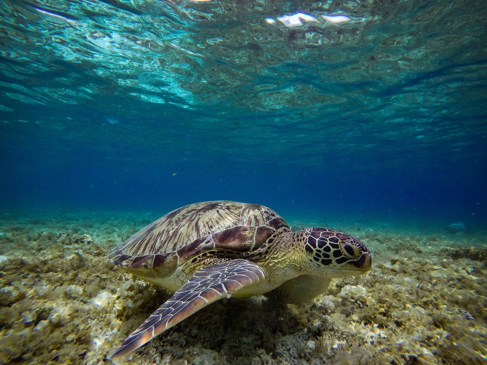 Snorkelling with a turtle