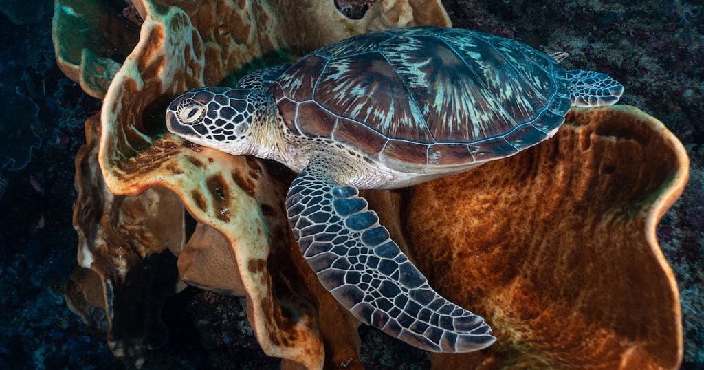 Sea turtle on the reef at Bunaken, North Sulawesi