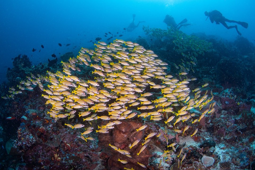Diver along the reef near Manado, North Sulawesi