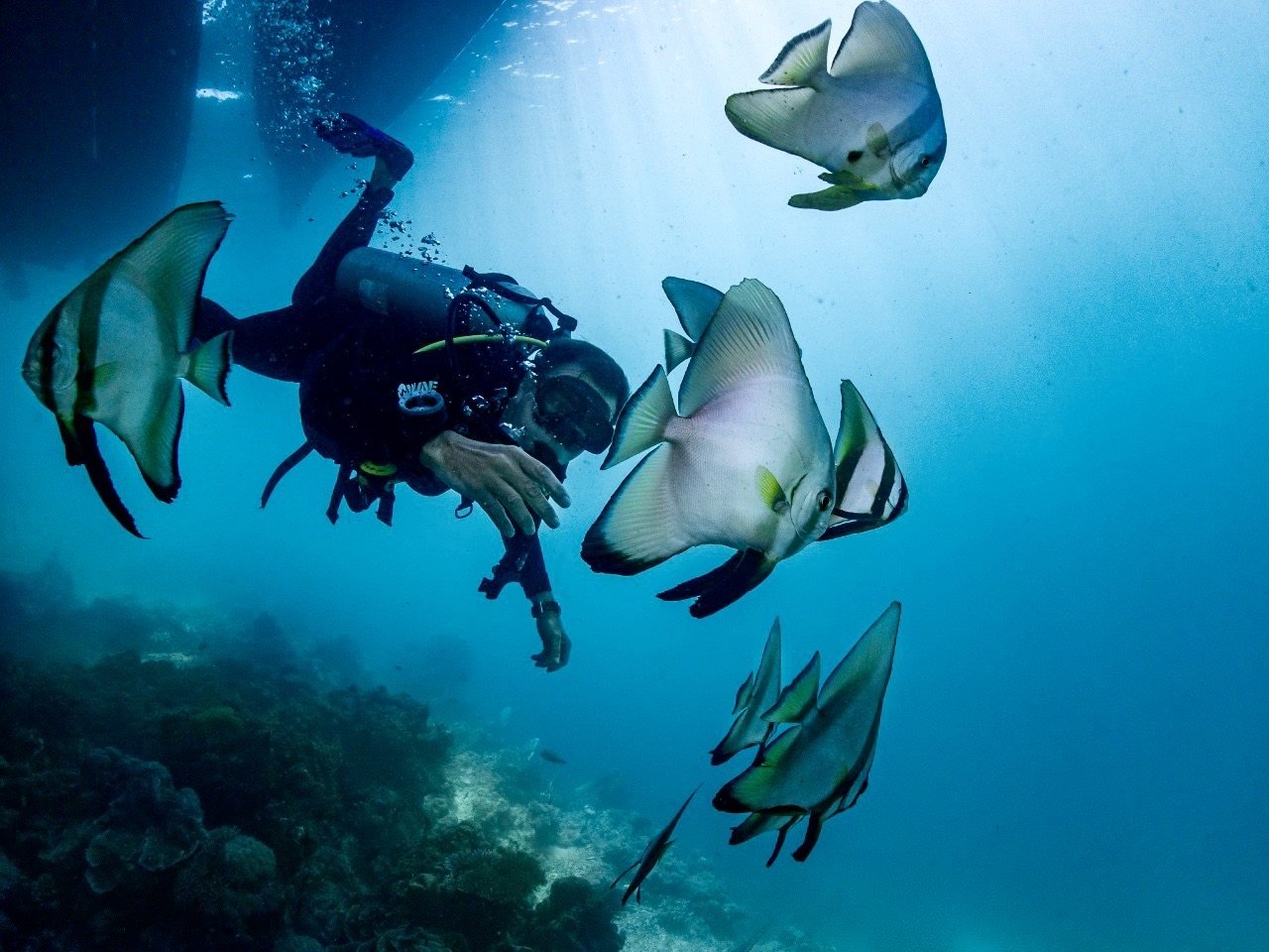 Kehidupan laut di Selat Dampier