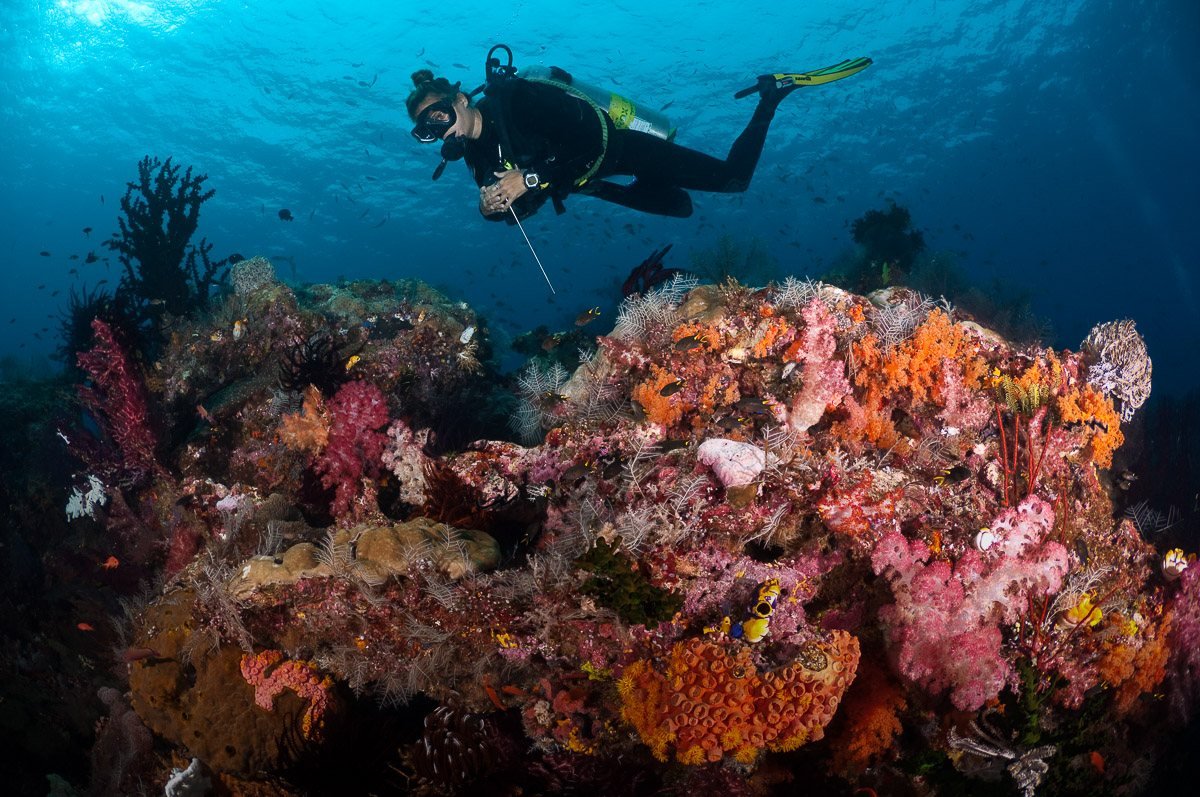 Diver exploring a coral reef in Raja Ampat