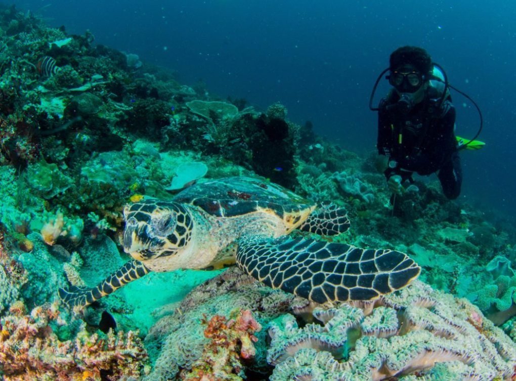 Snorkeling bersama penyu laut