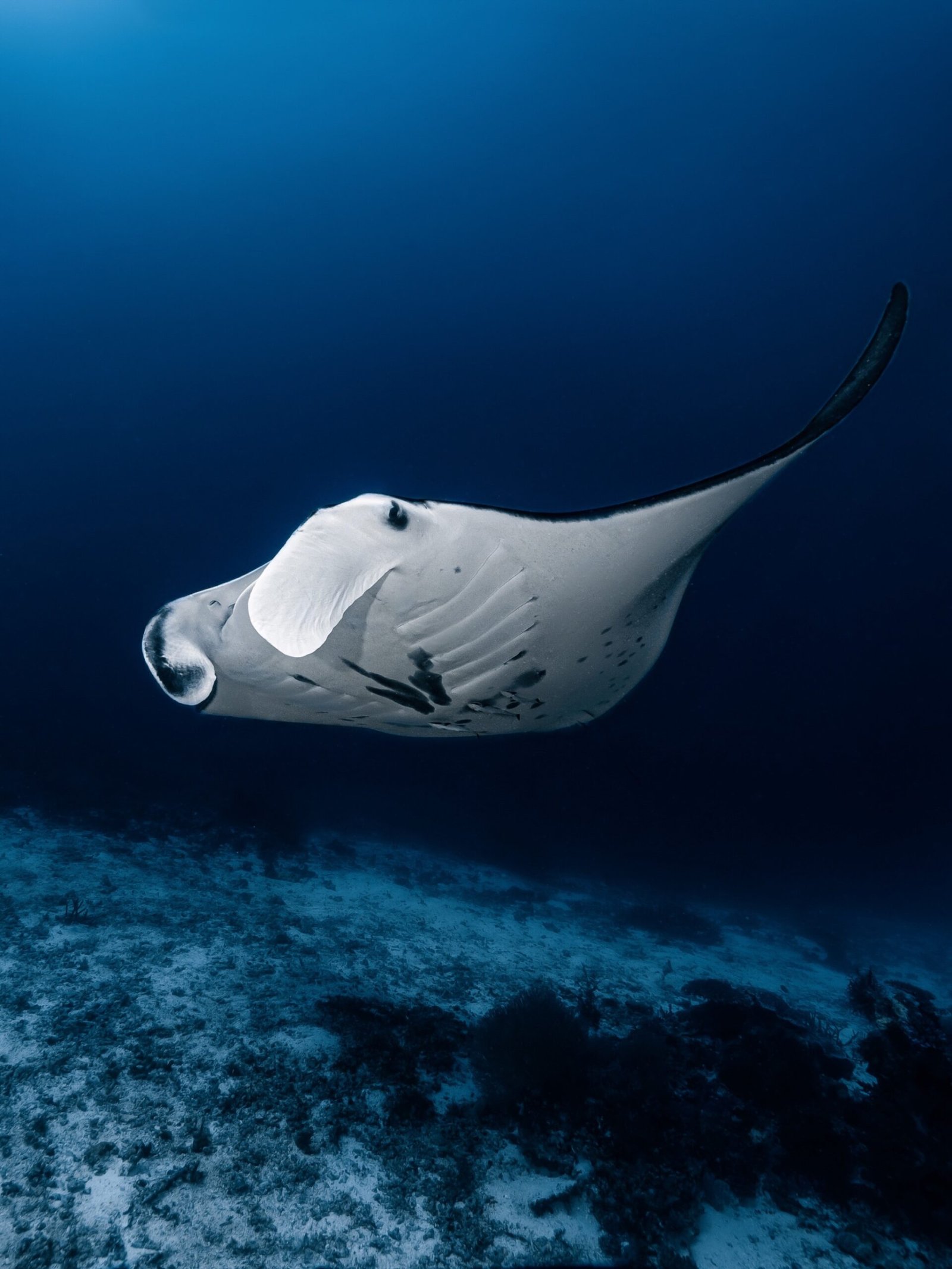 Majestic manta ray encountered during a Supraba Raja Ampat diving liveaboard.