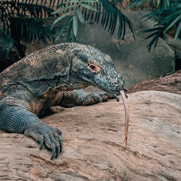 Komodo-Dragon