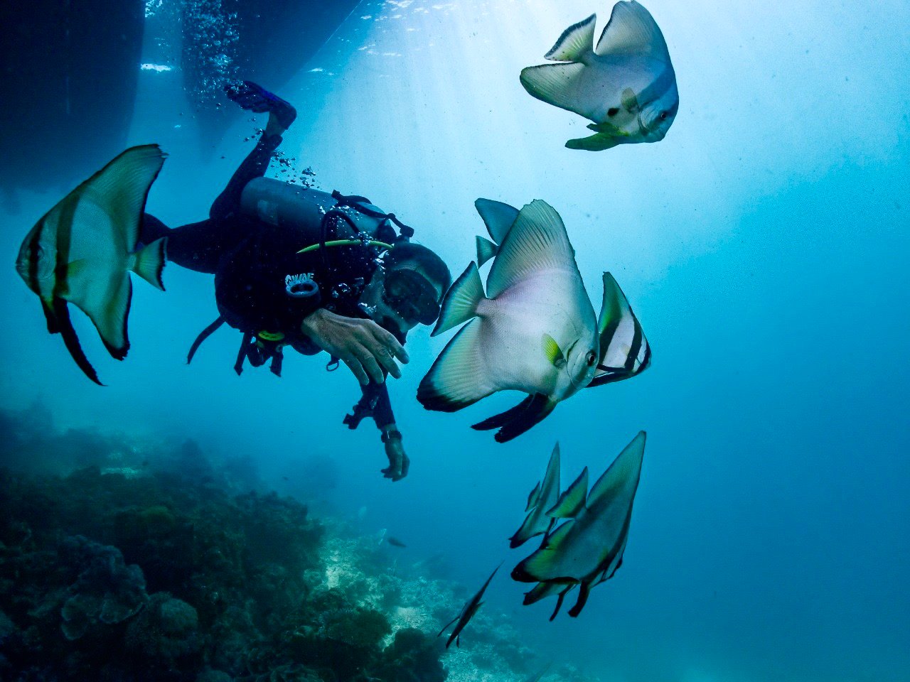 Diver with batfish on a reef near Supraba