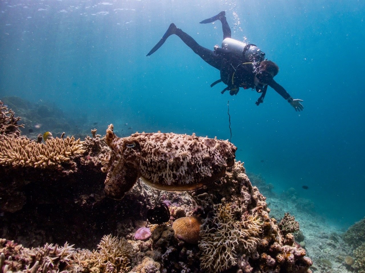 Penyelam scuba di Indonesia