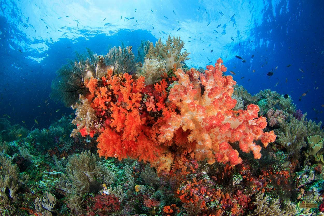 Dense coral reef scenery in Triton Bay