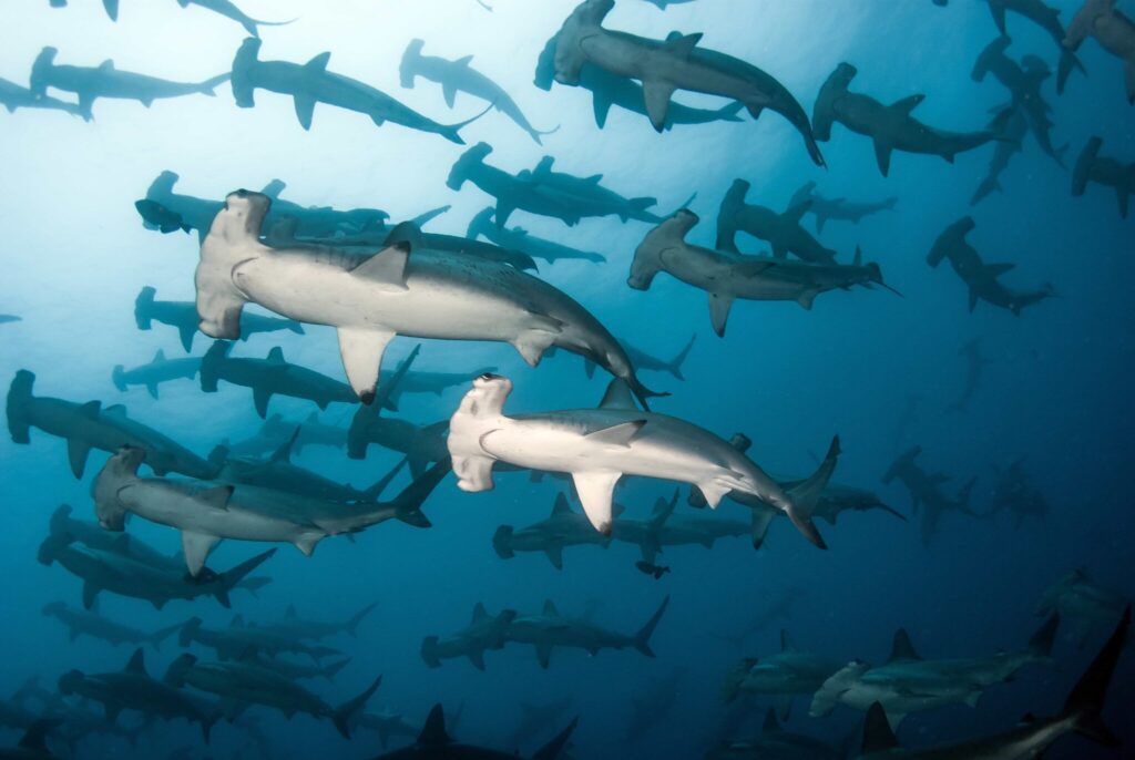 Banda sea Liveaboard