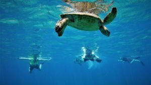 turtle-snorkeling | snorkeling Liveaboard