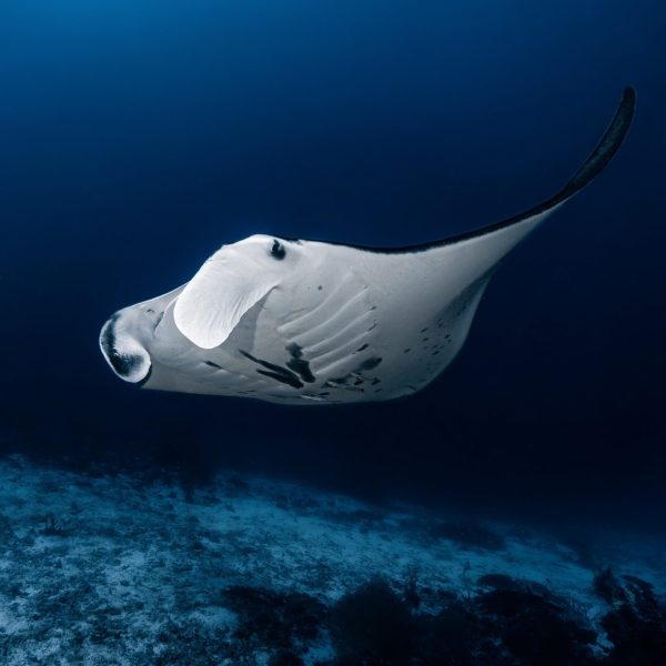 Manta Ray Liveaboard