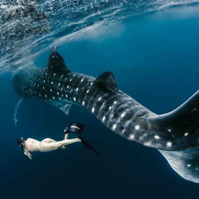 triton-bay-swimmer-with-whale-shark